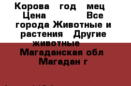 Корова 1 год 4 мец › Цена ­ 27 000 - Все города Животные и растения » Другие животные   . Магаданская обл.,Магадан г.